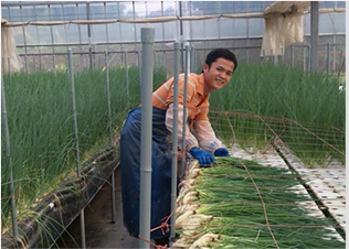 農業実習生 ネギ農家(ベトナム)
