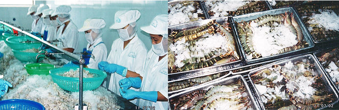 エビ加工工場(ベトナム)